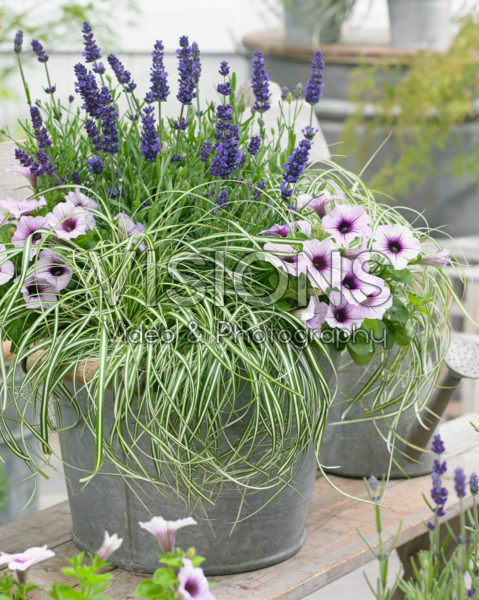 Carex EverColor® Everlite Carex EverColor® Everlite