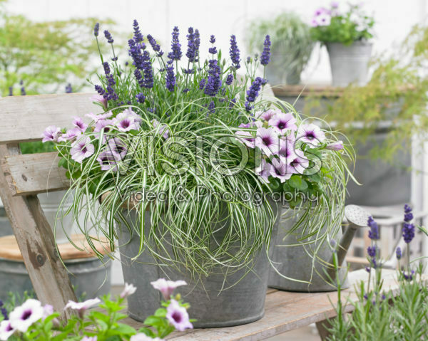 Carex EverColor® Everlite Carex EverColor® Everlite