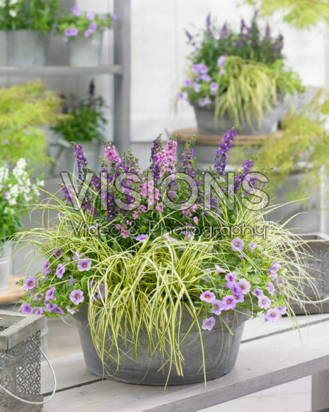 Carex EverColor® Everoro Carex EverColor® Everoro
