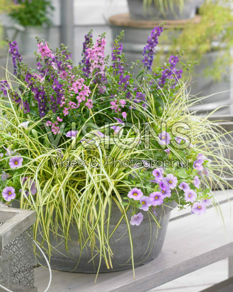 Carex EverColor® Everoro Carex EverColor® Everoro