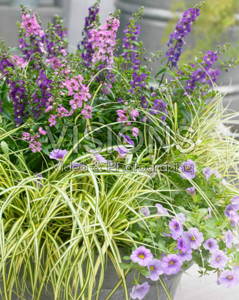 Carex EverColor® Everoro Carex EverColor® Everoro