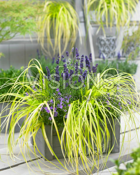 Carex EverColor® Everillo Carex EverColor® Everillo