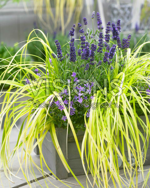 Carex EverColor® Everillo Carex EverColor® Everillo