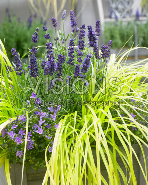 Carex EverColor® Everillo Carex EverColor® Everillo