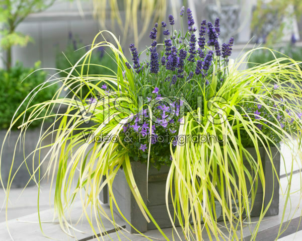 Carex EverColor® Everillo Carex EverColor® Everillo