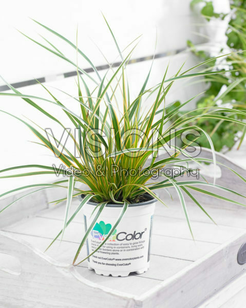 Carex EverColor® Everglow Carex EverColor® Everglow