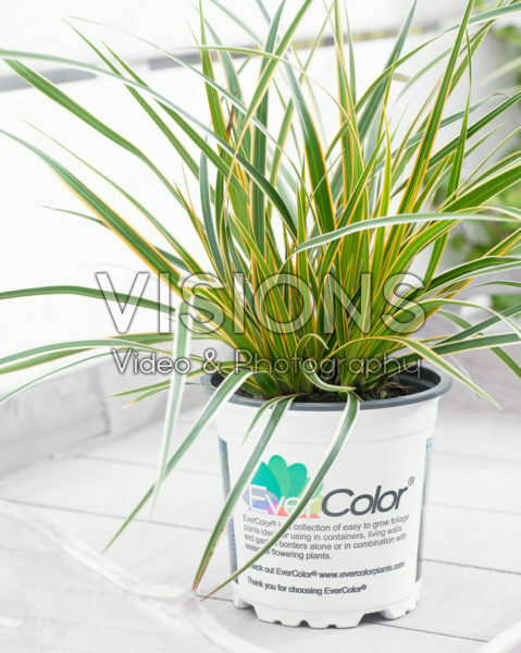 Carex EverColor® Everglow Carex EverColor® Everglow