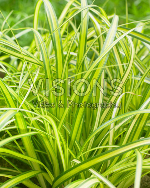 Carex EverColor® Eversheen Carex EverColor® Eversheen
