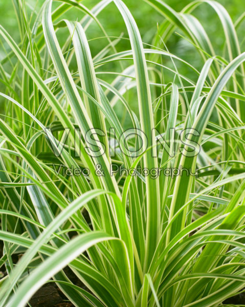 Carex EverColor® Evercream Carex EverColor® Evercream