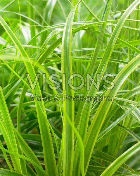 Carex EverColor® Everlime Carex EverColor® Everlime