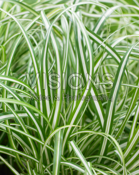 Carex EverColor® Everlite Carex EverColor® Everlite