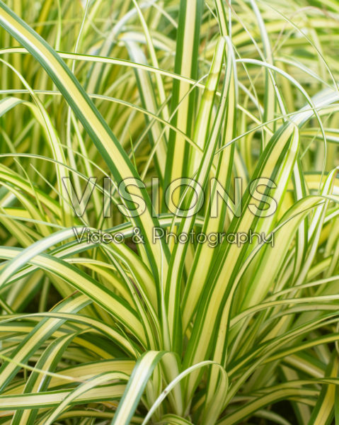 Carex EverColor® Everoro Carex EverColor® Everoro