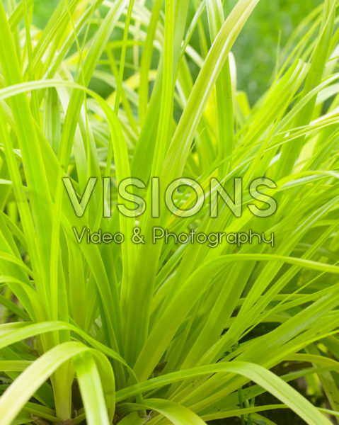 Carex EverColor® Everillo Carex EverColor® Everillo