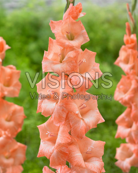 Gladiolus Orange Electric