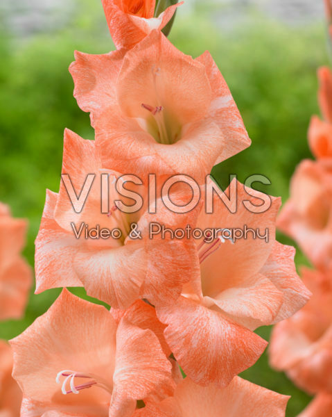 Gladiolus Orange Electric