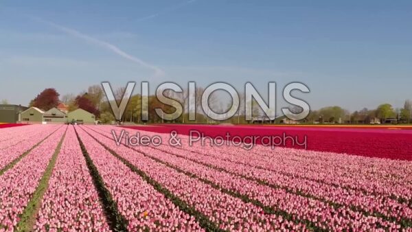VIDEO Bulb fields, windmill