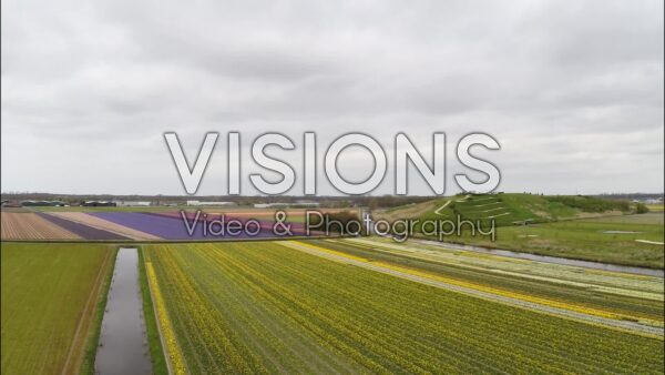 VIDEO Bulb fields, windmill