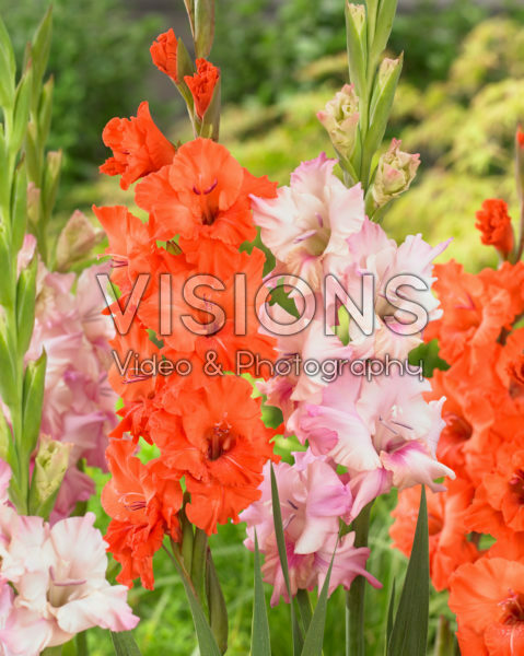 Gladiolus mix