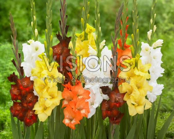 Gladiolus mix