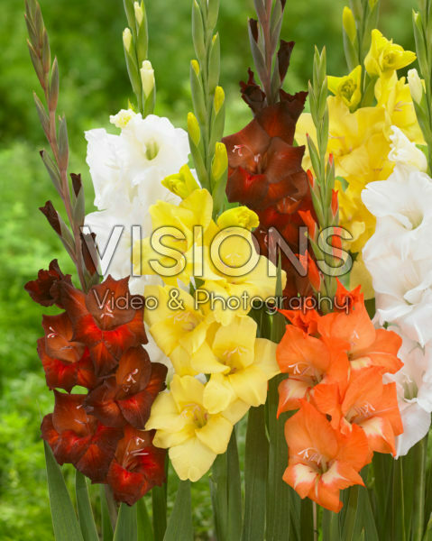 Gladiolus mix Gladiolus mix