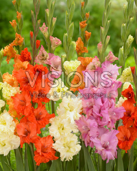 Gladiolus mix Gladiolus mix
