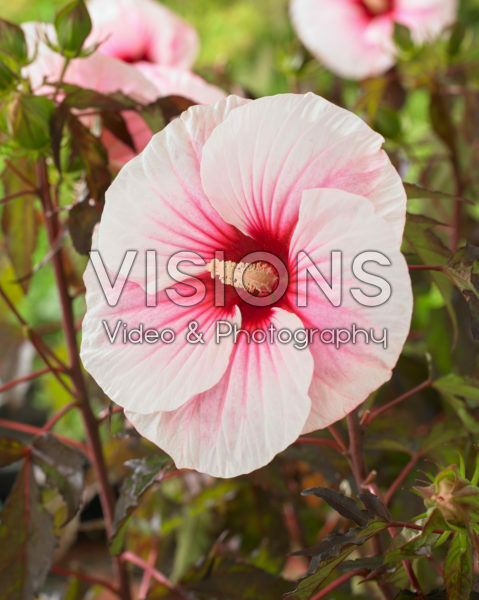 Hibiscus moscheutos Carousel® Pink Candy Hibiscus moscheutos Carousel® Pink Candy