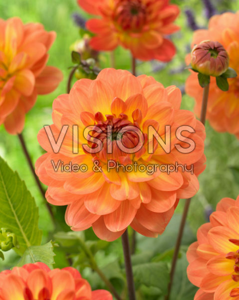 Dahlia Graceland Dahlia Graceland