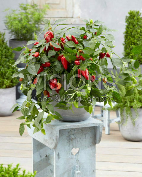 Capsicum annuum Ponky Peppers™ F1 Spicy Jane Capsicum annuum Ponky Peppers™ F1 Spicy Jane