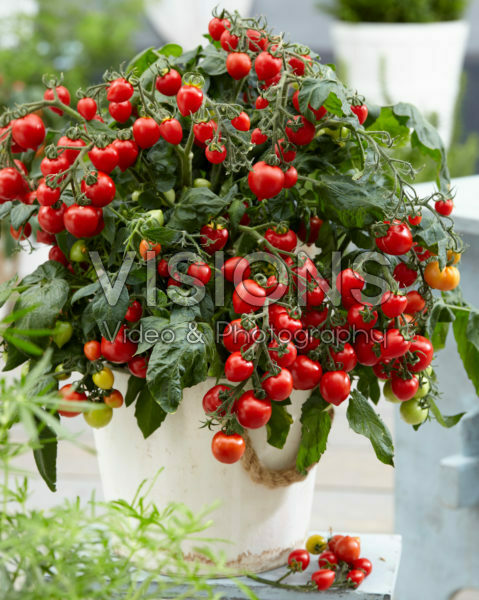 Solanum lycopersicum Heartbreakers™ F1 Dora