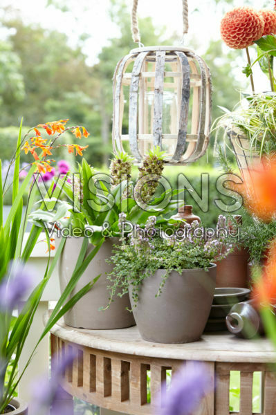 Summer flowers on pot
