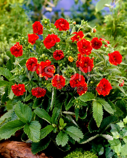 Potentilla Arc-en-Ciel