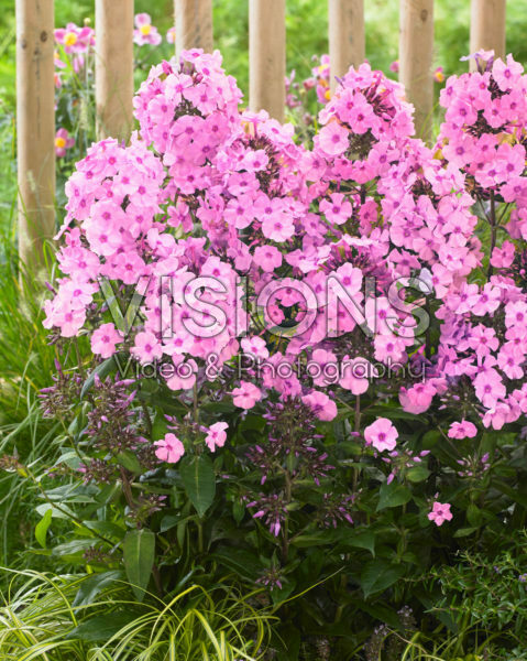 Phlox Sweet Summer Fragrance Phlox Sweet Summer Fragrance