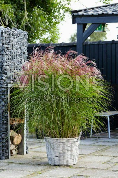 Miscanthus sinensis Red Cloud ®