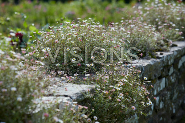 Erigeron karvinskianus
