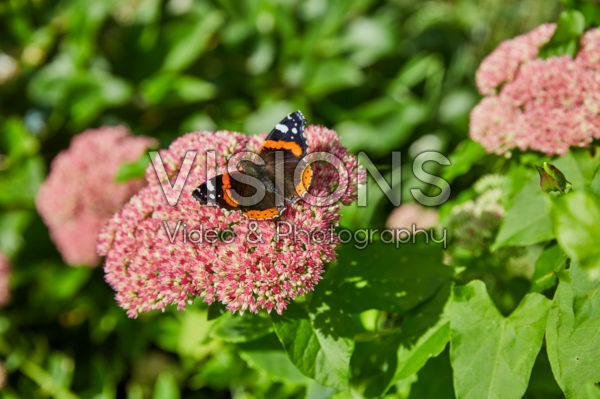 Vlinder op Sedum bloem