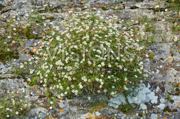 Erigeron karvinskianus