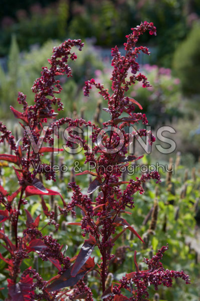 Atriplex hortensis Purpurea Atriplex hortensis Purpurea