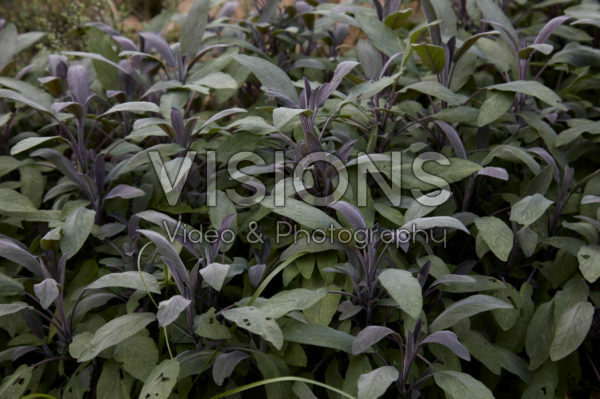 Salvia officinalis Purpurascens