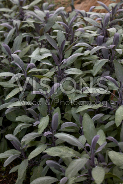 Salvia officinalis Purpurascens