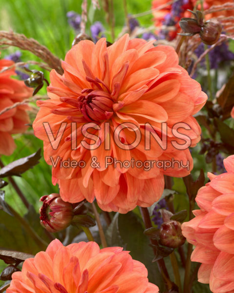 Dahlia Orange Pekoe Dahlia Orange Pekoe