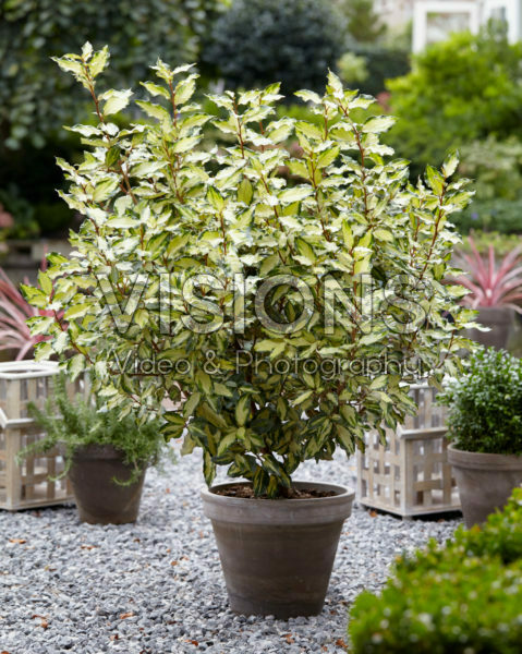 Elaeagnus x ebbingei Maryline ®