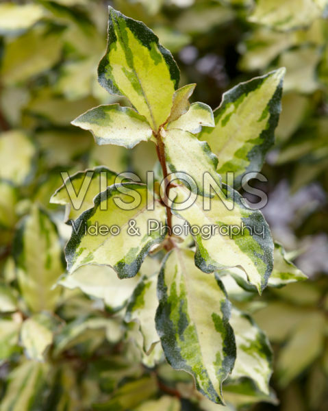 Elaeagnus x ebbingei Maryline ®