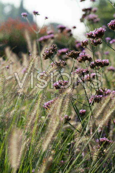 Pennisetum alopecuroides Hameln, Verbena bonariensis