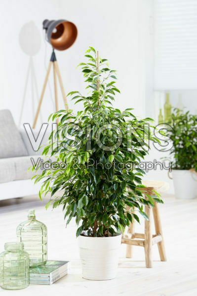 Ficus benjamina Anastasia ® Ficus benjamina Anastasia ®