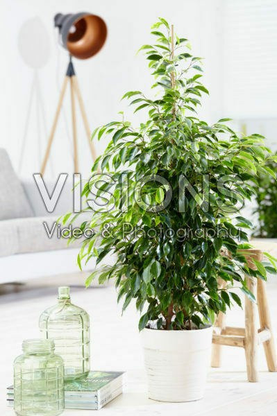 Ficus benjamina Anastasia ® Ficus benjamina Anastasia ®