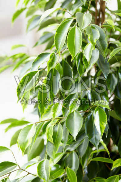 Ficus benjamina Anastasia ®