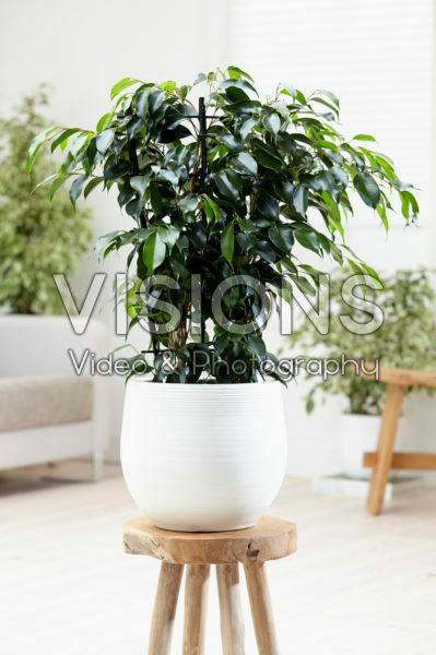 Ficus benjamina Daniella ® Ficus benjamina Daniella ®