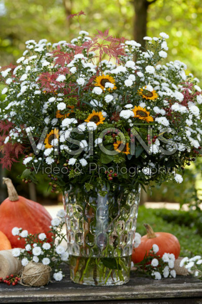 Aster Astée® Pretty Wendy Aster Astée® Pretty Wendy