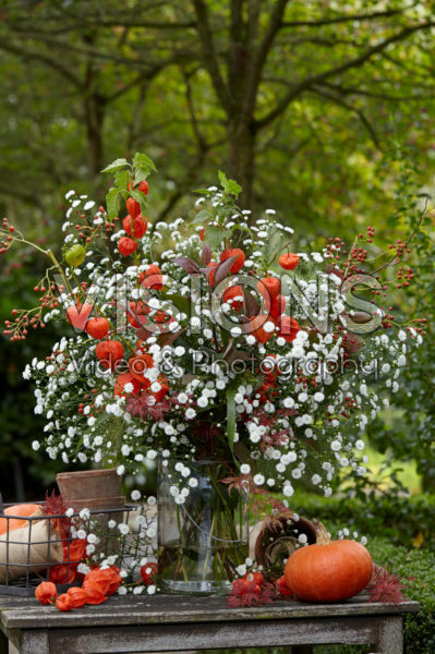 Aster Astée® White Gypsy Aster Astée® White Gypsy