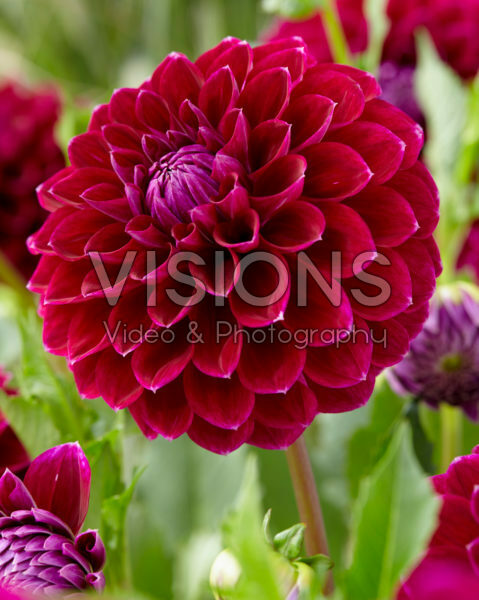 Dahlia Jowey Marilyn Dahlia Jowey Marilyn